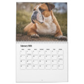 Calendrier des chiens de taureau (Feb 2026)