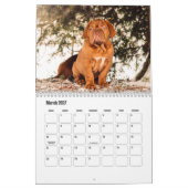 Calendrier des chiens Dogue de Bordeaux (Mar 2027)