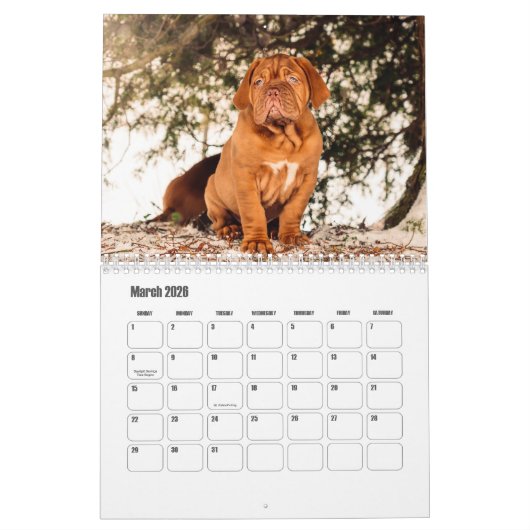 Calendrier des chiens Dogue de Bordeaux (Mar 2026)