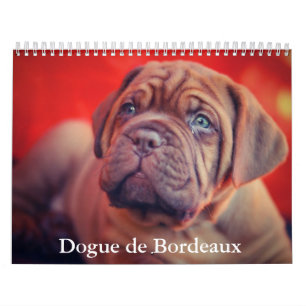 Calendrier des chiens Dogue de Bordeaux