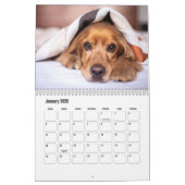 Calendrier des Chiens Espagnols Cocker (Jan 2026)