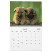 Calendrier des chiots (Mar 2026)