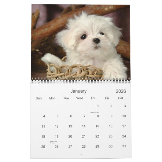 Calendrier des chiots (Jan 2026)