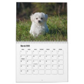 Calendrier des chiots (Mar 2026)