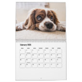 Calendrier des chiots (Feb 2026)