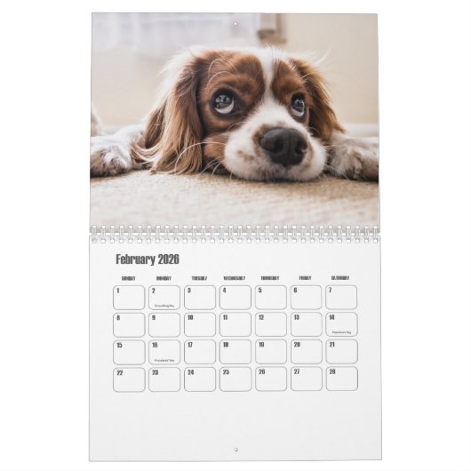 Calendrier des chiots (Feb 2026)