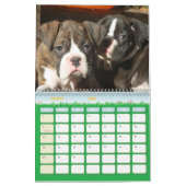 Calendrier des chiots 2011 de boxeur (Mar 2026)