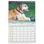 Calendrier des chiots 2011 de boxeur (Feb 2026)