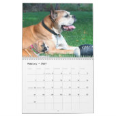 Calendrier des chiots 2013 de boxeur (Feb 2027)