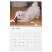 Calendrier des chiots 2014 de Havanese de (Mar 2027)