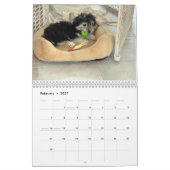 Calendrier des chiots 2014 de Havanese de (Feb 2027)