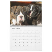 Calendrier des chiots 2019 de boxeur (Mar 2027)