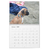 Calendrier des chiots 2019 de boxeur (Jan 2027)