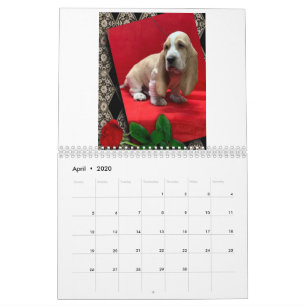 Calendrier des chiots de Basset hound