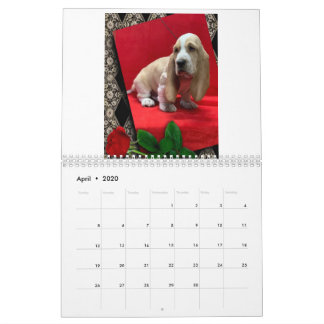Calendrier des chiots de Basset hound