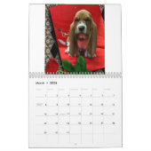 Calendrier des chiots de Basset hound (Mar 2026)
