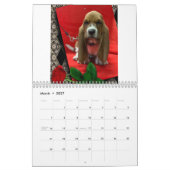 Calendrier des chiots de Basset hound (Mar 2027)