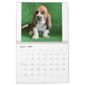 Calendrier des chiots de Basset hound (Mar 2027)
