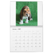 Calendrier des chiots de Basset hound (Jan 2027)