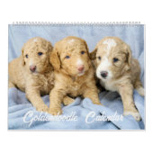 Calendrier des chiots Goldendoodle (Protection)