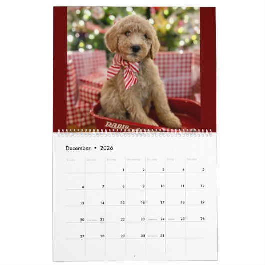 Calendrier des chiots Goldendoodle (Dec 2026)