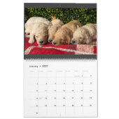 Calendrier des chiots Goldendoodle (Jan 2027)