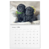 Calendrier des chiots Mastador 2023 (Jan 2026)