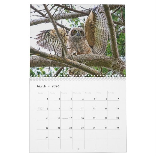 Calendrier des Chouettes sauvages (Mar 2026)