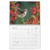 Calendrier des colibris (Jan 2026)