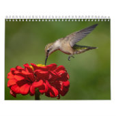 Calendrier des colibris avec des images uniques (Protection)