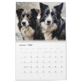 Calendrier des collies frontalières 2026 (Jan 2026)
