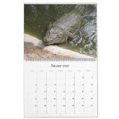 Calendrier des crocodiles  (Jan 2026)