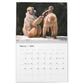 Calendrier des différents singes (Feb 2026)