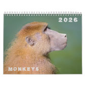 Calendrier des différents singes (Protection)