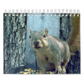 Calendrier des écureuils (Protection)