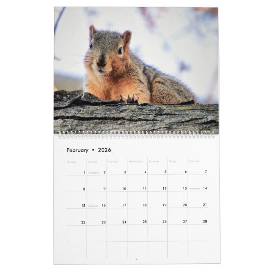 Calendrier des écureuils de couverture 2020 (Feb 2026)