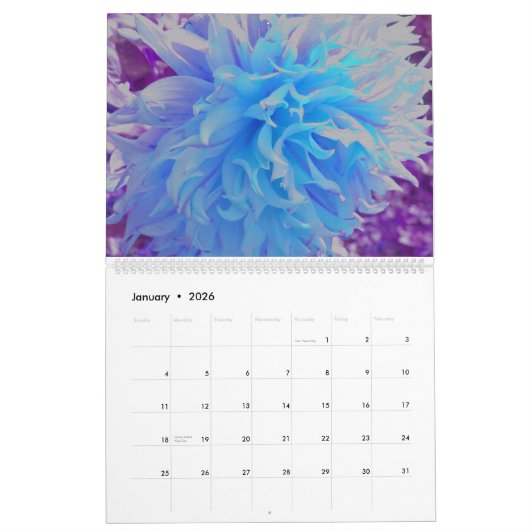Calendrier des fleurs Dahlia 2024 (Jan 2026)