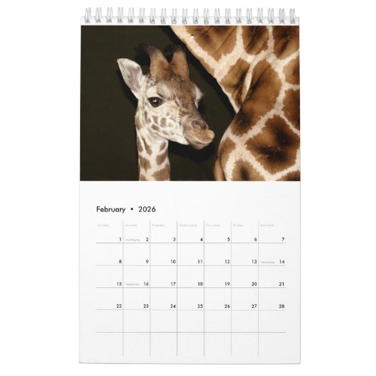 Calendrier des girafes (Feb 2026)