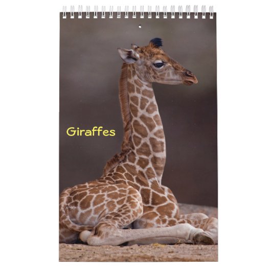 Calendrier des girafes (Protection)