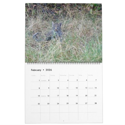 CALENDRIER DES GRANDS FÉLINS ET DE LEURS PETITS (Feb 2026)