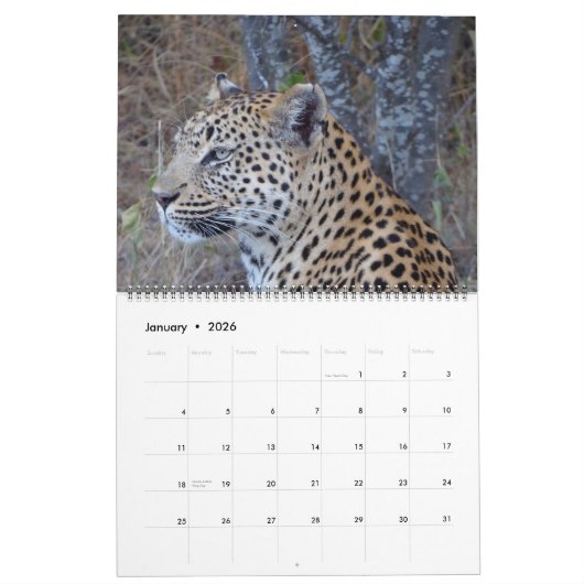 CALENDRIER DES GRANDS FÉLINS ET DE LEURS PETITS (Jan 2026)