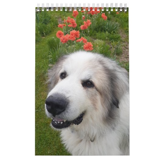 Calendrier des Grands Pyrénées (Protection)