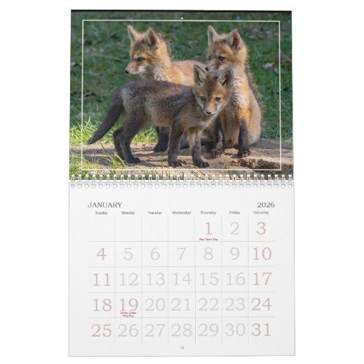 Calendrier des kits Red Fox (Jan 2026)