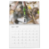 Calendrier des libellules (Mar 2027)