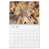 Calendrier des libellules (Mar 2026)