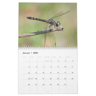 Calendrier des libellules