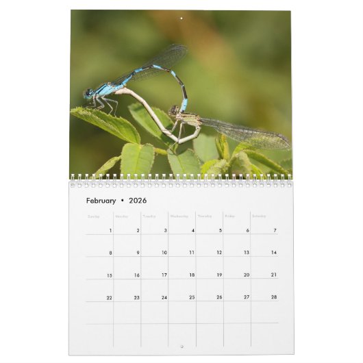 Calendrier des libellules (Feb 2026)