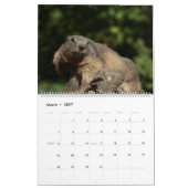 Calendrier des marmottes 2025 (Mar 2027)
