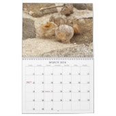 Calendrier des mauvaises herbes, semences et baies (Mar 2026)