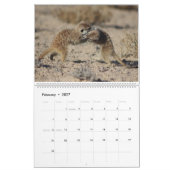 Calendrier des Meerkats KMP 2024 (Feb 2027)